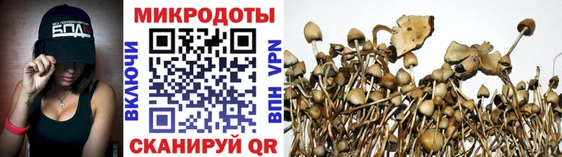 Галлюциногенные грибы Psilocybe  Анжеро-Судженск 
